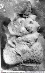 Historisches Foto von Nodoprosopon ornatum (von Meyer, 1842) (NHMW-AFW-GEO-BACHMAYER-FOTO-1990-0041-2482)